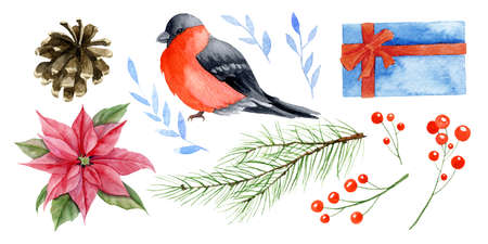 Watercolor set with Christmas elements. Hand drawn illustration of Bullfinch and Poinsettia. Sketch of Pine cone and fir branch. Blue and red abstract winter plants. Drawing on white backgroundの写真素材