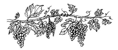 Grapevine with fruits and leaves. Vector illustration of Grape Vine. Hand drawn sketch in vintage style. Black colorのイラスト素材