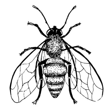 Vector Honey Bee in vintage style. Hand drawn Sketch of insect. Engraved bumble. Drawing of bumblebeeのイラスト素材