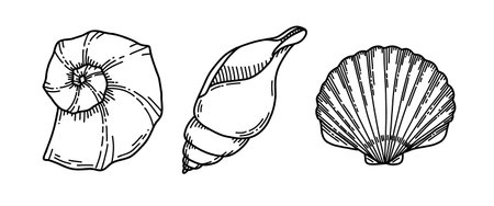 Set of Sea Shells. Vector illustration of Seashells on isolated background. Sketch of Conch and Clam in black and white colors. Drawing in outline style. Hand drawn silhouette. Line art for icon.のイラスト素材