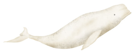 Beluga Whale watercolor realistic hand drawn illustration. North ocean animal drawing on isolated background. Hand drawn sketch of big mammal Arctic underwater fish. Polar Delphinapterus leucas.の写真素材