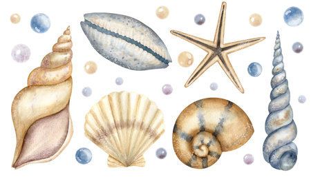 Set of Seashells. Big hand drawn Bundle of Sea Shells on isolated background. Collection of Cockleshells and starfish. Drawing of underwater life. Elements for design in marine style. Undersea clipartの写真素材