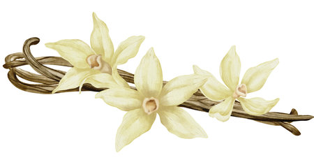 Vanilla Flowers with Sticks. Watercolor hand drawn illustration of yellow orchid Flower and pods on white isolated background. Drawing of spice for cooking or aroma oils. sketch of herbal ingredient.の写真素材