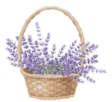 Lavender in a wicker Basket. Watercolor hand drawn illustration with bouquet of wild Province Flowers on white isolated background. Bunch of lavandin for floral greeting cards or wedding invitations.の写真素材