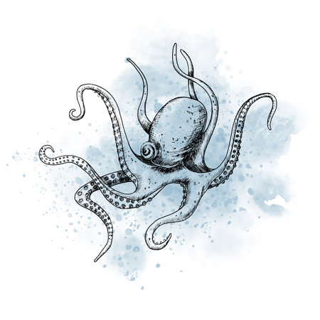 Drawing of sea Octopus with watercolor blue spot. Graphic illustration of ocean fish painted by black inks on isolated background. Sketch of marine underwater animal for icon or logo in outline style.の写真素材