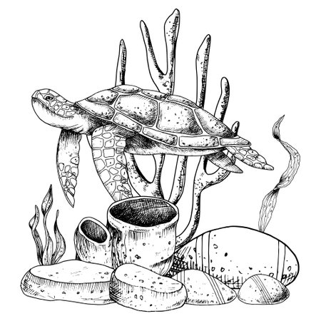 Vector illustration of Sea Turtle, Corals and Algae. underwater life. Hand drawn drawing on isolated background of wild undersea animal in line art style. Sketch of marine tortoiseのイラスト素材