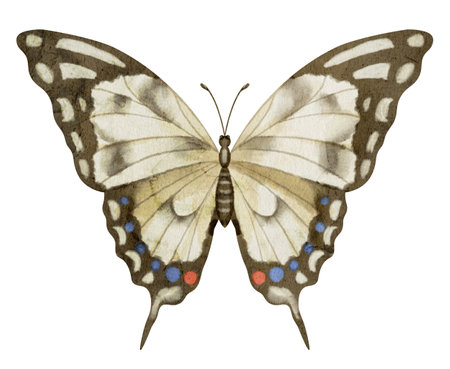 Butterfly Machaon on white isolated background. Watercolor illustration of insect with brown Wings. Hand drawn clip art of flying moth for cards and icons. Drawing of vintage print in pastel colours.の写真素材