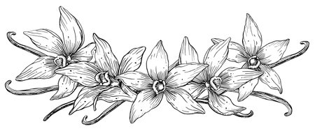 Vanilla Flower with Sticks set. Vector hand drawn illustration of orchid Flower and pods on isolated background. Bundle with outline drawing of spice. Sketch in line art style painted by black inks.のイラスト素材