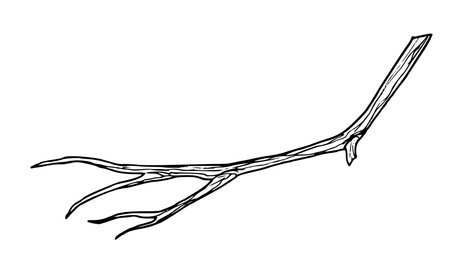 Branch of Tree. Hand drawn illustration of bare winter or autumn bare twig in line art style. Sketch of woodland plant in black and white colors. Monochrome Engraving of forest flora for clipart.のイラスト素材