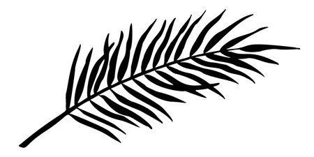 Palm Leaf vector illustration. Silhouette of branch. Jungle tropical tree in linear style on isolated background. Engraved sketch of rainforest foliage for icon or logo. Botanical painting of plant.のイラスト素材