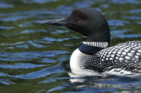 Close-up of Common Loon  Gavia immer  on a Lake on a Sunny Dayの写真素材