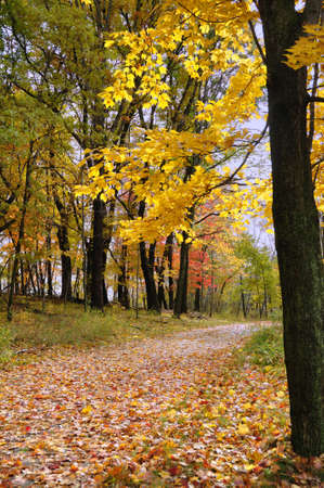 Path Covered with Fallen Maple Leaves in Autumn