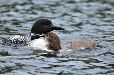 Common Loon  Gavia Immer  with chick on a lake の写真素材