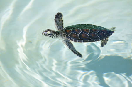 Baby Sea Turtle Swimming with its Head Above the Surfaceの写真素材
