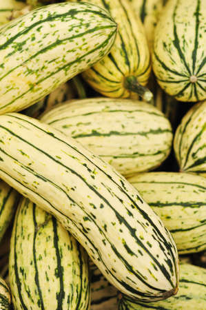 Delicata Squash also called Peanut Squash or Bohemian Squashの写真素材