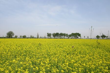 canola flowers field