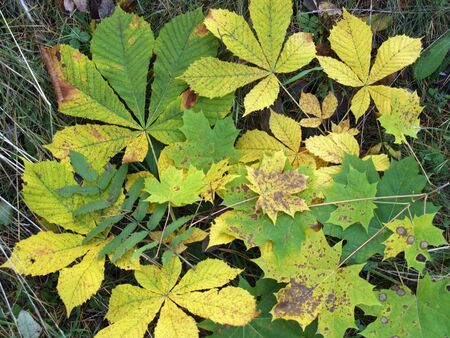 yellow and green autumn sheet on herb close-upの写真素材
