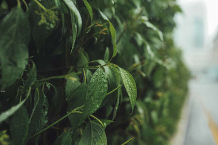 raindrops on the green leaves of a plant in perspective