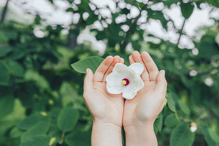 tender ripe white Magnolia flower blooming in the hands on bright green tree with large leaves....