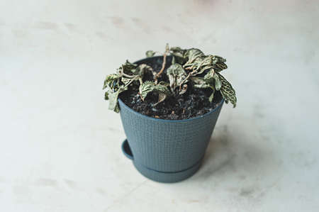 dried-up, abandoned, dead domestic fittonia flower in a stylish gray pot on a light table. Care and...