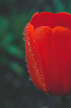 red blooming tulip bud with wet large droplets in the rain on a flowerbed in a home garden close-up,...