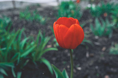red blooming tulip bud with wet large droplets in the rain on a flowerbed in a home garden close-up,...
