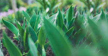 strong summer rain falls in large drops on a flower bed with dense green leaves of plants and...