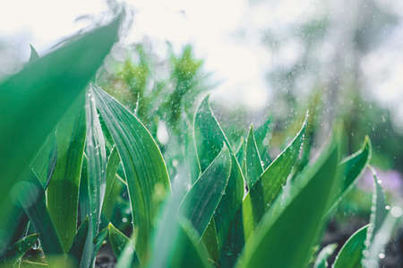 strong summer rain falls in large drops on a flower bed with dense green leaves of plants and...