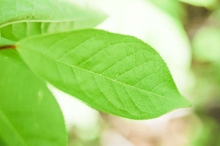 texture of a tender fresh green leaf of a plant, selective focus, abstraction