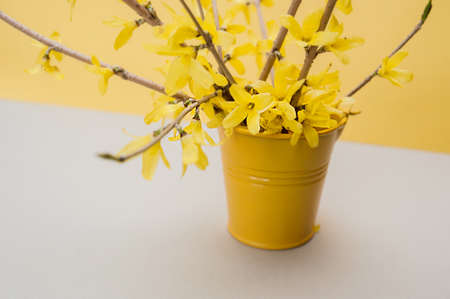 yellow small metal bucket for decoration with a bouquet of yellow spring flowers forsythia on a yellow clean backgroundの写真素材