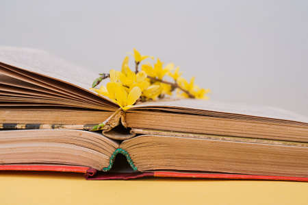 small yellow blooming forsythia flowers on open old books with battered leavesの写真素材