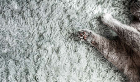 woolly gray paws of a British cat with brown pads on a soft blue-gray carpet with a large pile