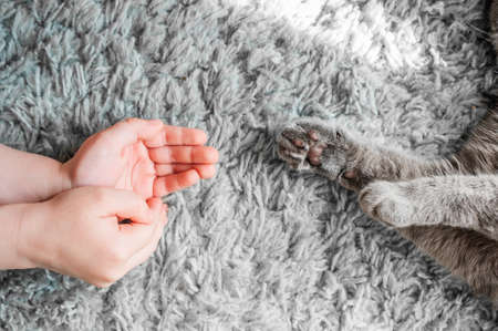 home games for child and pet during the period of quarantine and isolation. gray paws of british cat and light-skinned hands of child without a face on a soft gray-blue carpet with a large pileの写真素材