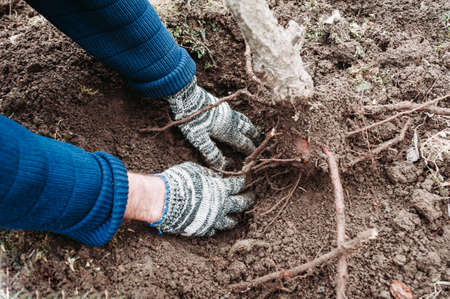 Hands in a blue sweater and black and white gloves are gardening in the ground. The uprooting of an old tree.の写真素材