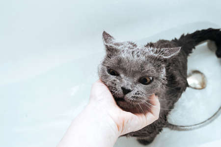 discontented muzzle wet shorthaired gray british cat in a white bath with water. Wash the cat. Taking care of your pet.の写真素材