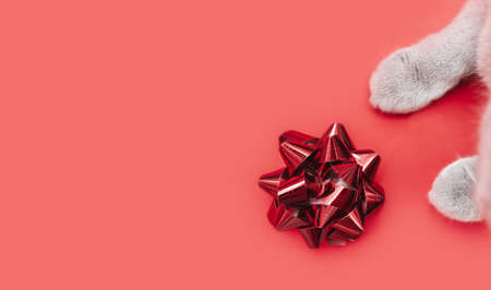paws of a gray British cat and a red foil greeting bow for packaging on a clean even red backgroundの写真素材