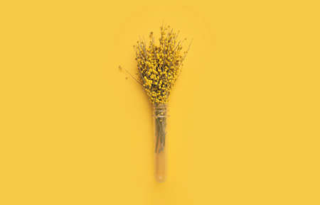 A beautiful spring bouquet of fresh Mimosa in a transparent glass vase shaped like a medical or chemical test tube on a clear yellow background. Monochrome yellow photo.の写真素材