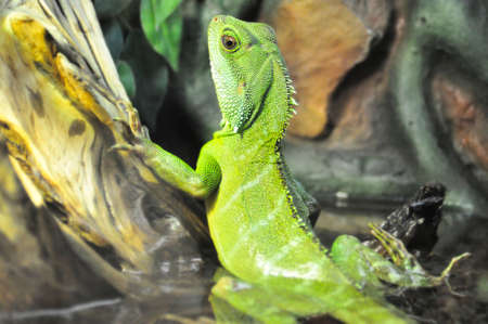Portrait of a green lizard family of real lizards close-up in an aquarium behind a glass in the...
