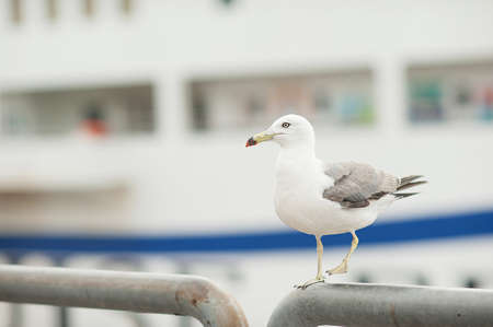 Seagull near the sea and ship in the natural environment. Close-up portrait of a sea bird. A white gray feathered bird with a yellow beak in the open air.の写真素材