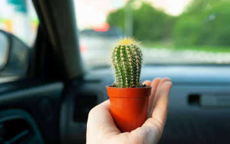mini cactus with yellow spikes in an orange pot on the palm of a light skinned person in the carの写真素材