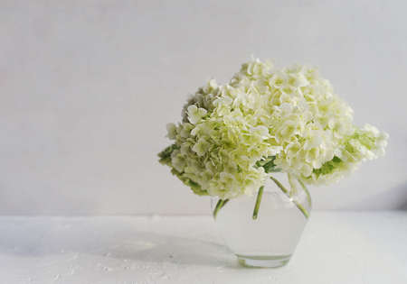 bouquet of blooming lush white hydrangea in a stylish small glass vase in natural light on a light backgroundの写真素材