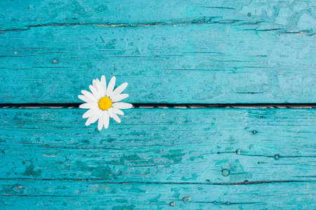 one white camomile flower on a bright empty turquoise wood surface