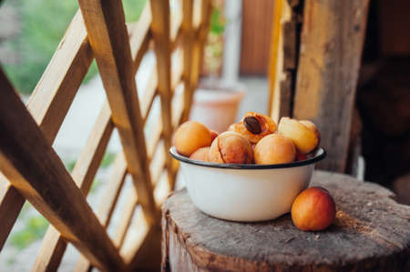 harvest of apricots, ripe yellow homemade fruit with cracks and flaws in a deep metal plate on a wooden stump against the background of the bright sunsetの写真素材