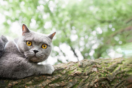 gray Shorthair British cat with yellow eyes is scared and sits on a tree clutching it with its claws, walking with Petsの写真素材