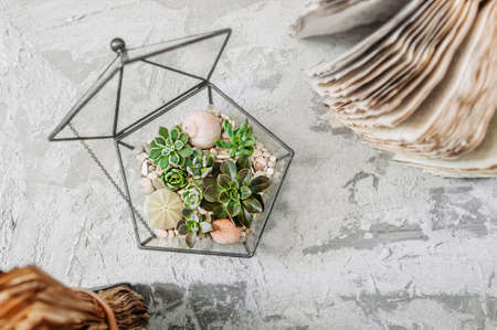 geometric glass vase with succulents, cactuses, stones and shells on gray cement table with old books. Scandinavian home decor, top view, selective focusの写真素材