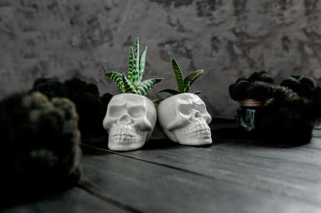 Hawortia perennial succulent in decorative porcelain pot in the shape ofskull and dark black moss....