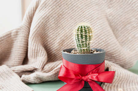 small cute green cactus decorated with garland in pot with red satin ribbon on background of knitted beige plaid. alternative Christmas tree, selective focusの写真素材