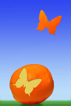 Orange and the butterfly against the blue skyの写真素材