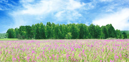 Purple flowers on a meadow and the wood in the distanceの写真素材