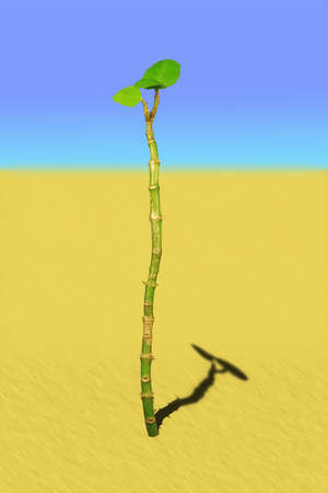 Lonely green plant and its shadow in the desertの写真素材